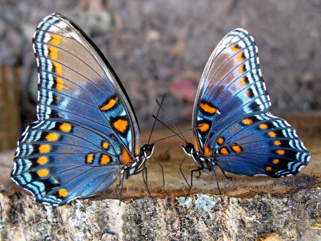 Все о бабочках в Салехарде | ЗооТом портал о животных