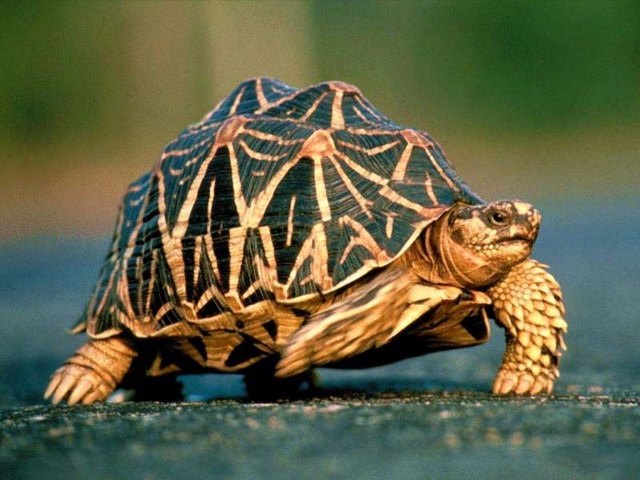 Все о черепахах в Салехарде | ЗооТом портал о животных