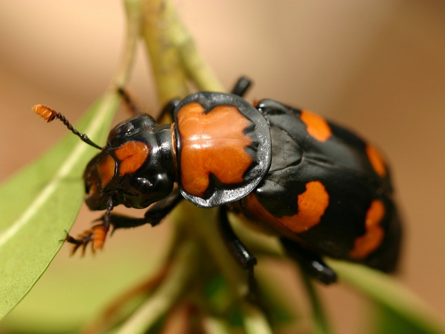 Все о жуках в Салехарде | ЗооТом портал о животных
