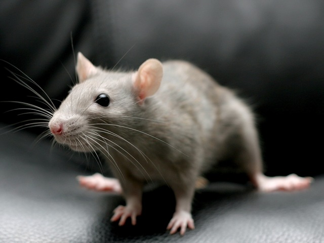 Все о крысах в Салехарде | ЗооТом портал о животных
