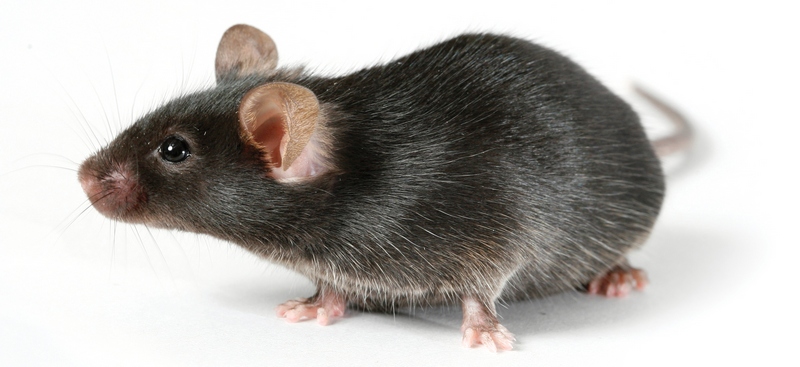 Все о крысах в Салехарде | ЗооТом портал о животных