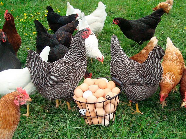 Содержание кур и уход за ними | ЗооТом - продажа, вязка и услуги для животных в Салехарде