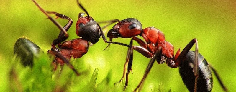 Все о муравьях в Салехарде | ЗооТом портал о животных
