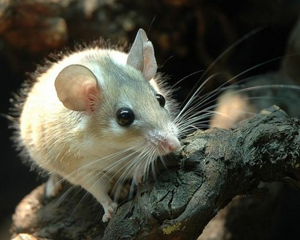 Все о мышах в Салехарде | ЗооТом - продажа, вязка и услуги для животных в Салехарде