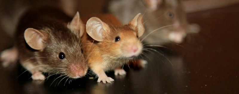 Все о мышах в Салехарде | ЗооТом - продажа, вязка и услуги для животных в Салехарде