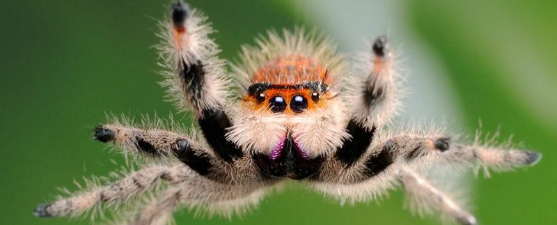 Все о пауках в Салехарде | ЗооТом портал о животных