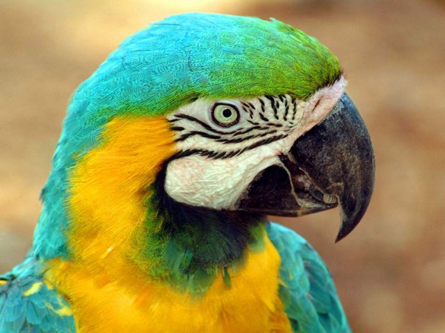 Все о попугаях в Салехарде | ЗооТом портал о животных