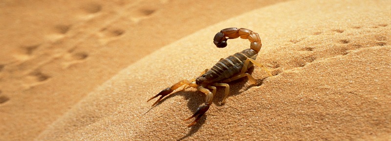 Все о скорпионах в Салехарде | ЗооТом портал о животных