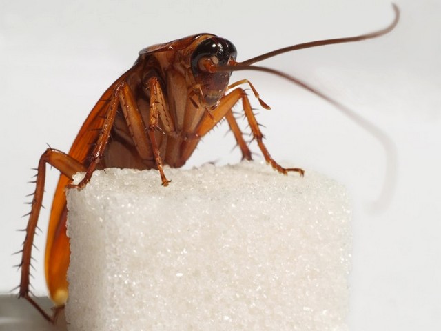 Все о тараканах в Салехарде | ЗооТом портал о животных
