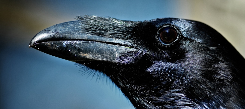 Все о воронах в Салехарде | ЗооТом портал о животных