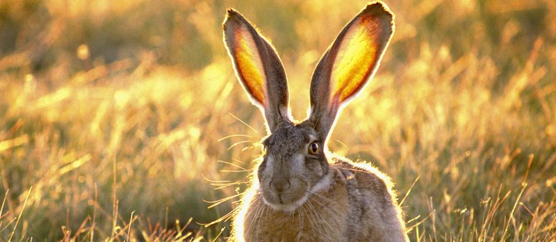 Все о зайцах | ЗооТом - продажа, вязка и услуги для животных в Салехарде