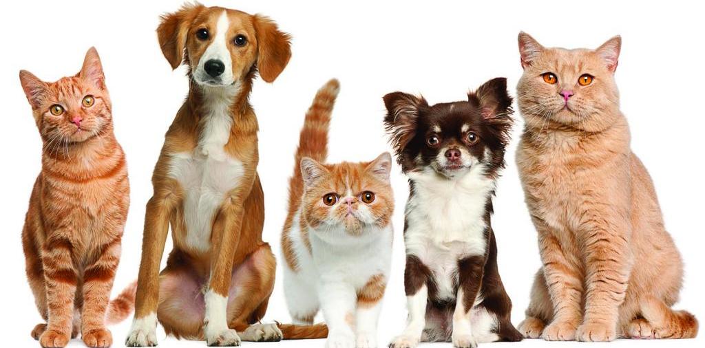 Доска объявлений о животных | ЗооТом - продажа, вязка и услуги для животных в Салехарде