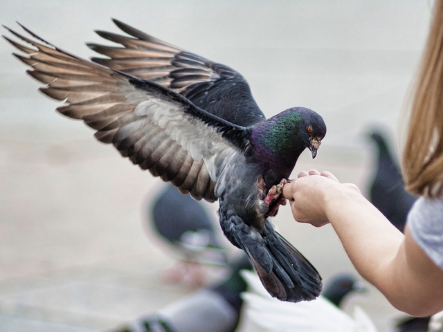 Все о голубях | ЗооТом - продажа, вязка и услуги для животных в Салехарде