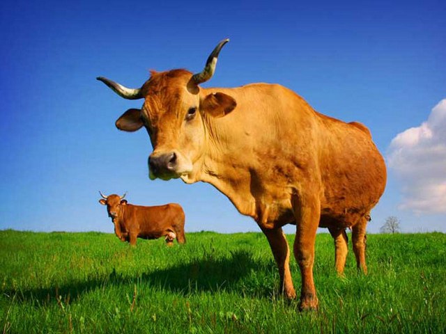 Все о коровах в Салехарде | ЗооТом портал о животных