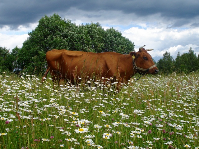 Все о коровах в Салехарде | ЗооТом портал о животных