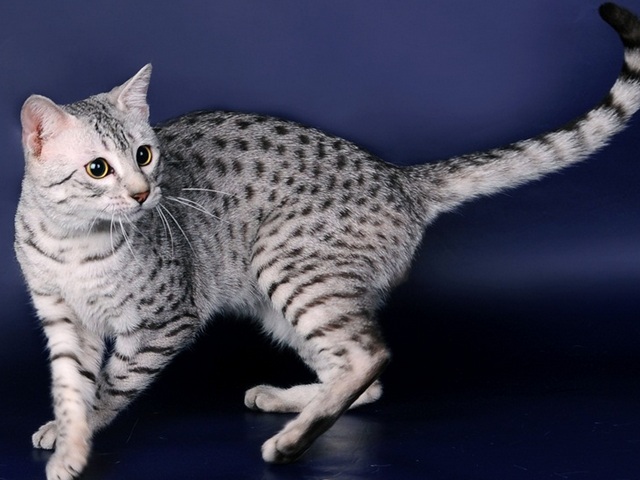 Породы кошек в Салехарде | ЗооТом портал о животных