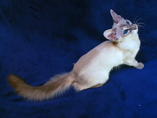 Выведенные породы кошек в Салехарде | ЗооТом портал о животных