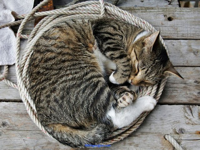 Все о кошках в Салехарде | ЗооТом портал о животных