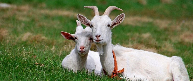 Все о козах в Салехарде | ЗооТом портал о животных