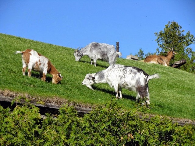 Все о козах в Салехарде | ЗооТом портал о животных