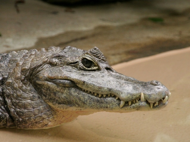 Все о крокодилах в Салехарде | ЗооТом портал о животных