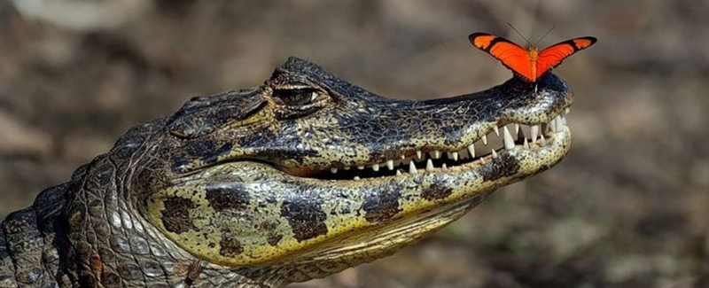Все о крокодилах в Салехарде | ЗооТом портал о животных