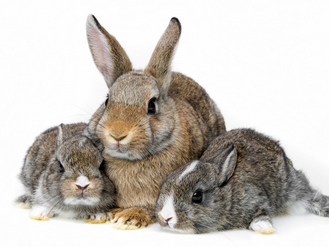 Все о кроликах в Салехарде | ЗооТом портал о животных