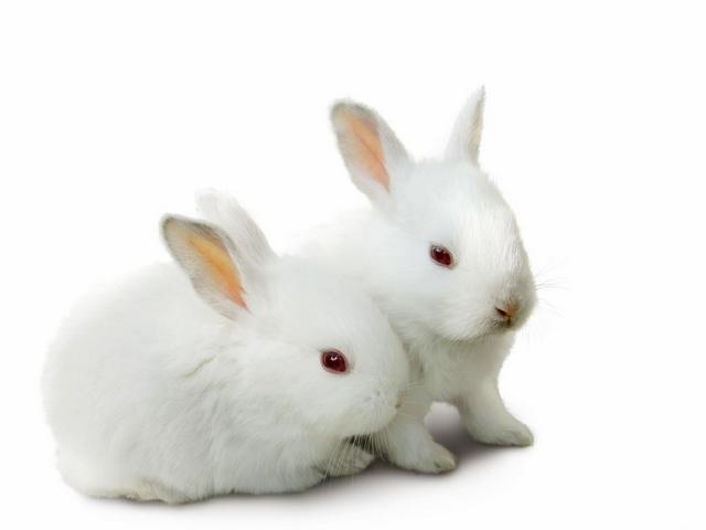 Все о кроликах в Салехарде | ЗооТом портал о животных