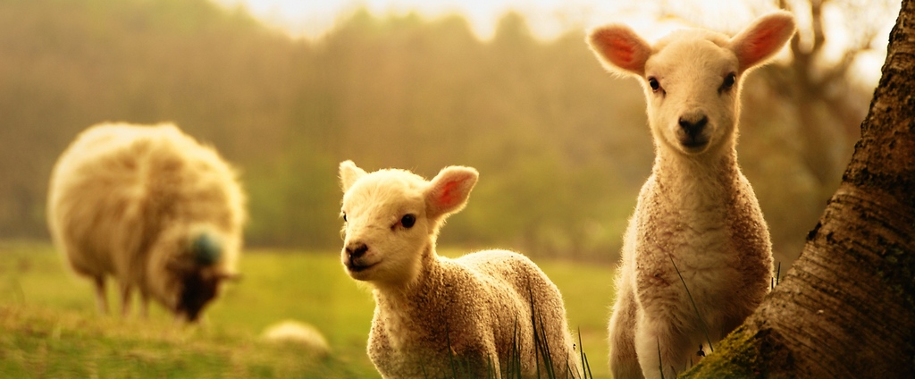 Объявления о сельскохозяйственных животных | ЗооТом - продажа, вязка и услуги для животных в Салехарде