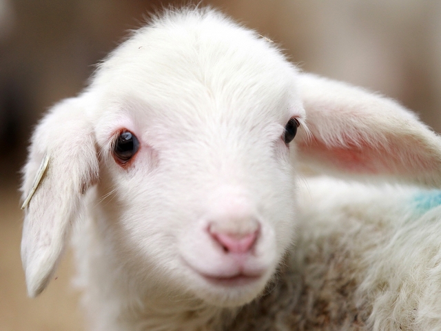 Овцы и бараны в Салехарде | ЗооТом портал о животных
