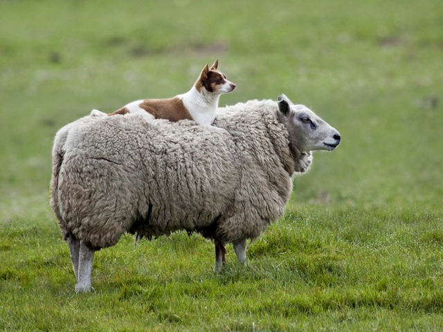 Все об овцах в Салехарде | ЗооТом портал о животных