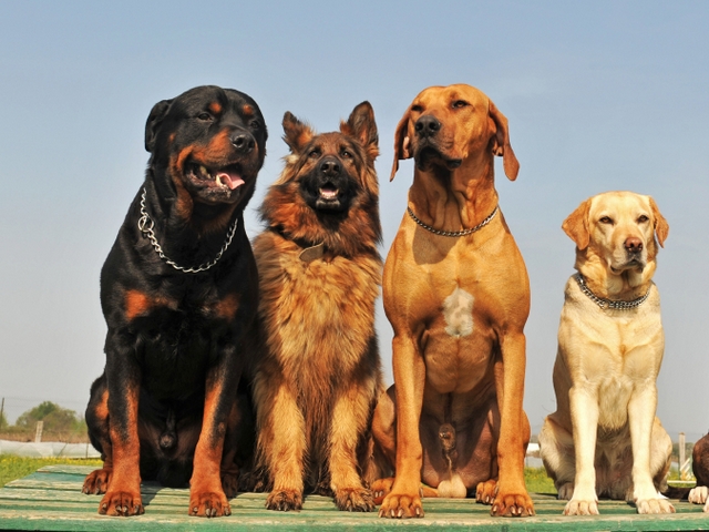 Крупные породы собак в Салехарде | ЗооТом портал о животных