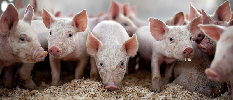 Все о свиньях в Салехарде | ЗооТом портал о животных