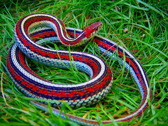 Все о змеях в Салехарде | ЗооТом портал о животных