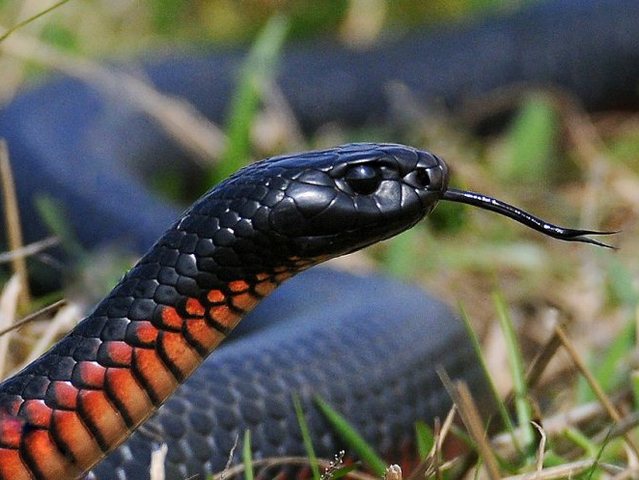 Все о змеях в Салехарде | ЗооТом портал о животных